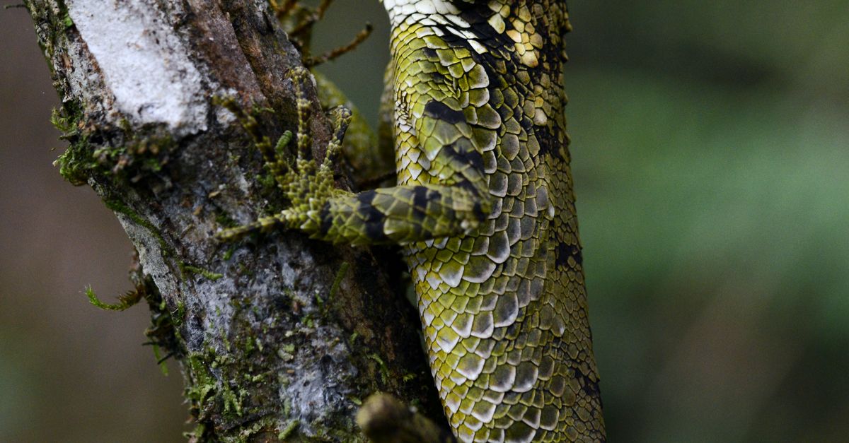 Primer plano de las escamas verdes, amarillas y negras del lagarto dragón de Rhaenyra sobre la corteza de un árbol.