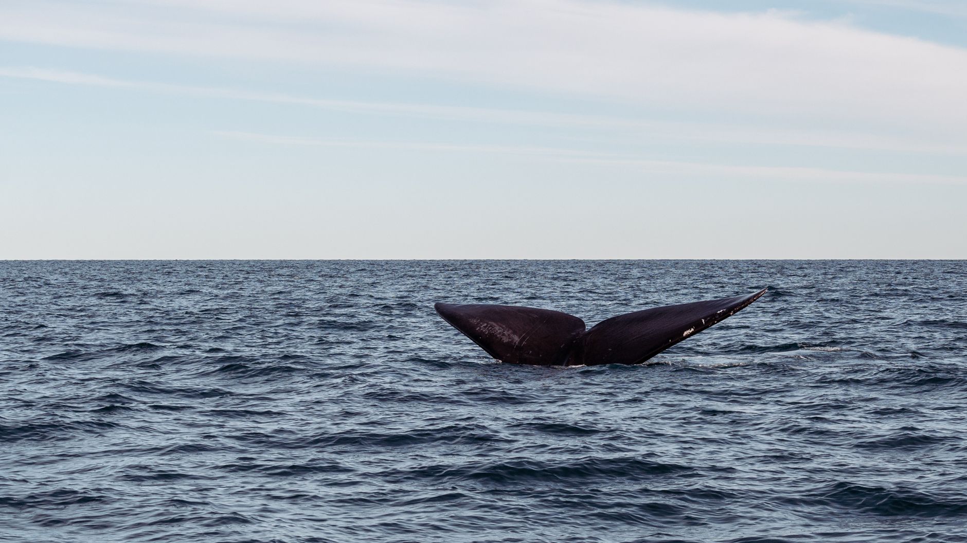 Cola de una ballena asomando sobre la superficie del océano en calma, bajo un cielo despejado con nubes finas.