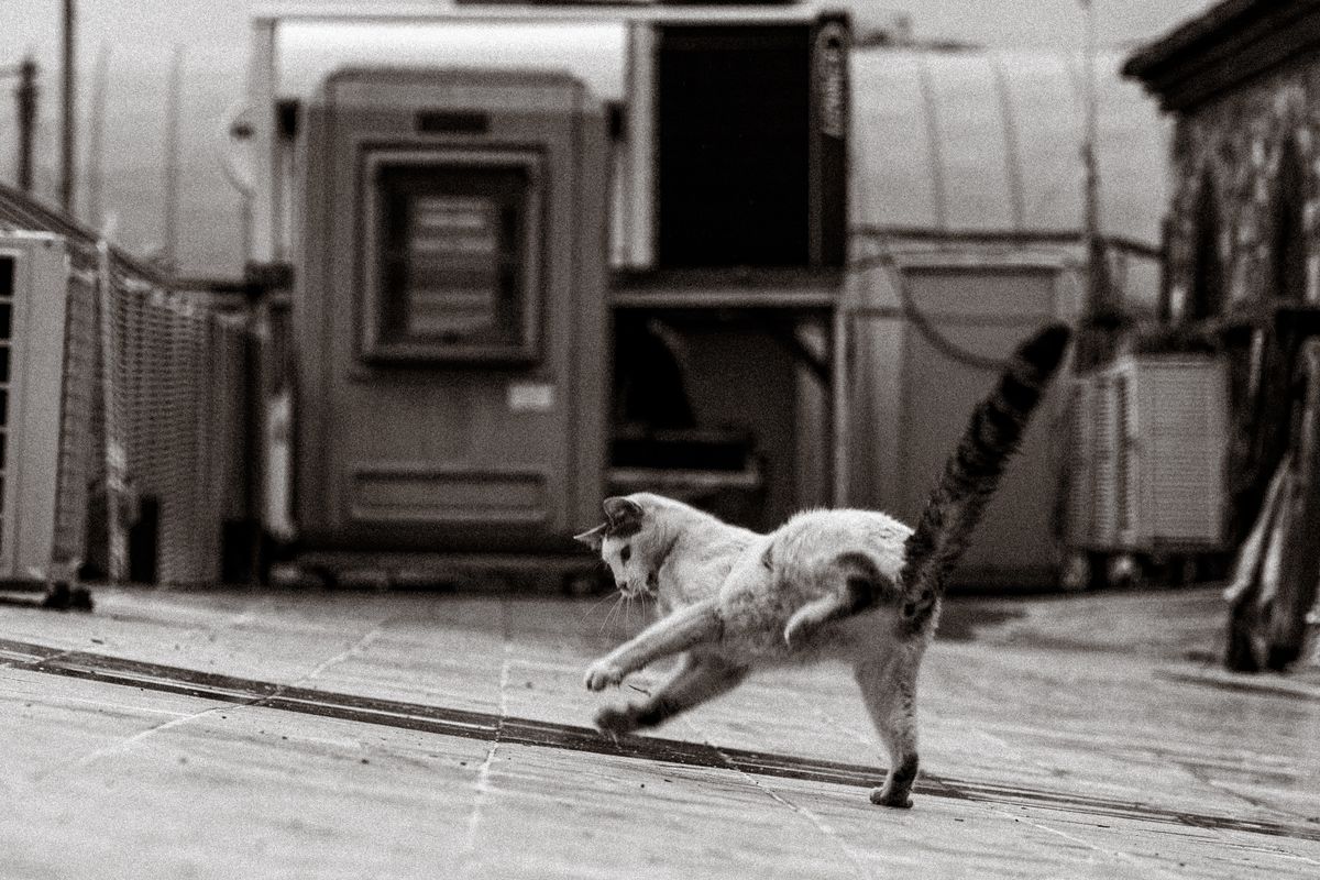 Gato blanco y atigrado girando el cuerpo en el aire para caer de pie sobre una terraza, fotografiado en blanco y negro