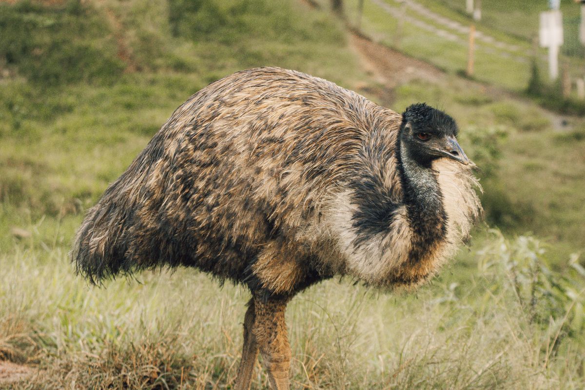 Un emú adulto de pie en un prado de hierba verde, mostrando su cuello y cabeza oscuros y el plumaje marrón moteado típico de la especie.