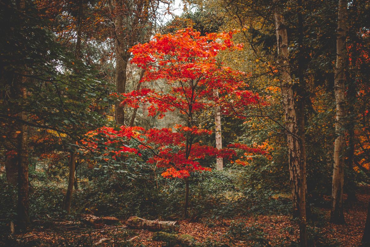 Un pequeño arce con las hojas rojas en otoño, destacando entre árboles verdes y troncos de abedul en un bosque.