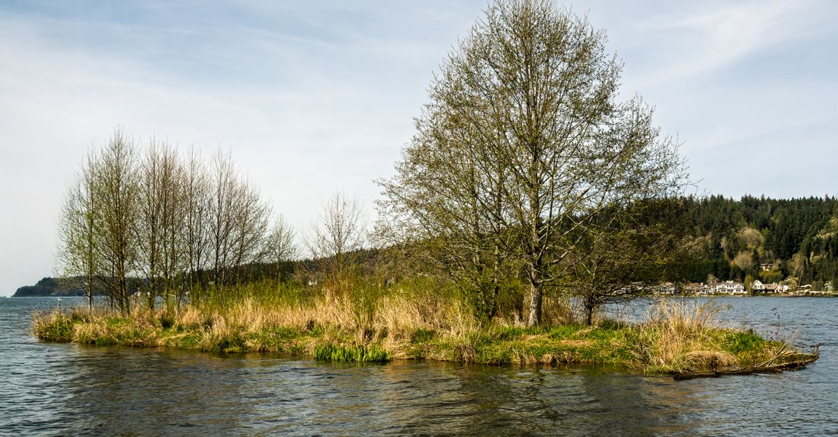 Pequeño islote con árboles y vegetación en medio de un río, como la Isla de los Faisanes entre España y Francia.