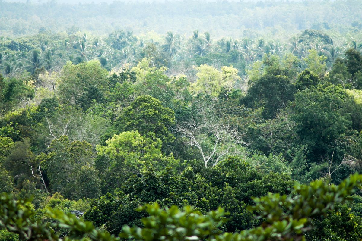 Vista aérea del dosel de la selva tropical de Borneo, con palmeras y árboles frondosos, hábitat de la palmera subterránea Pinanga subterranea.