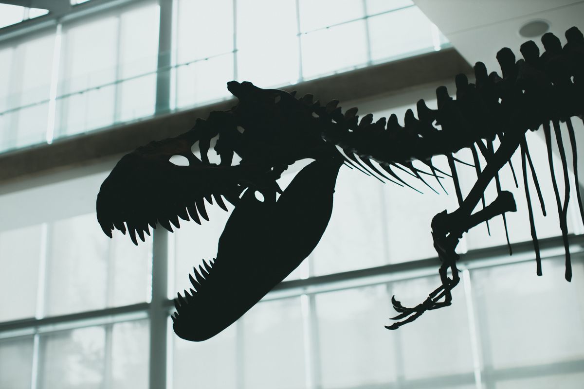 Primer plano de una pluma fosilizada diminuta incrustada en un coprolito oscuro de dinosaurio.
