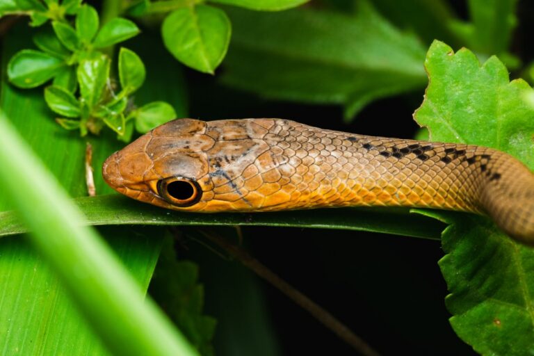 Primer plano de la cabeza de una serpiente marrón rojiza, la especie Lielaphis slashi, apoyada sobre una hoja verde en la selva de Nueva Guinea.