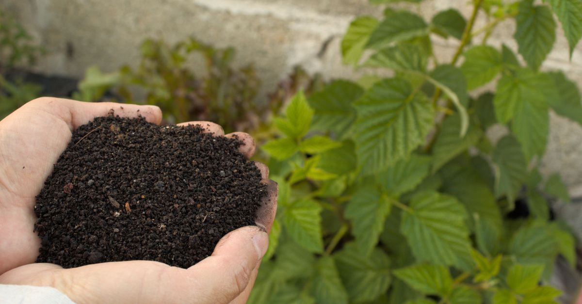 Primer plano de tierra oscura y suelta con restos de compost en un jardín, el tipo de suelo analizado en el experimento de los calzoncillos de algodón en Suiza.