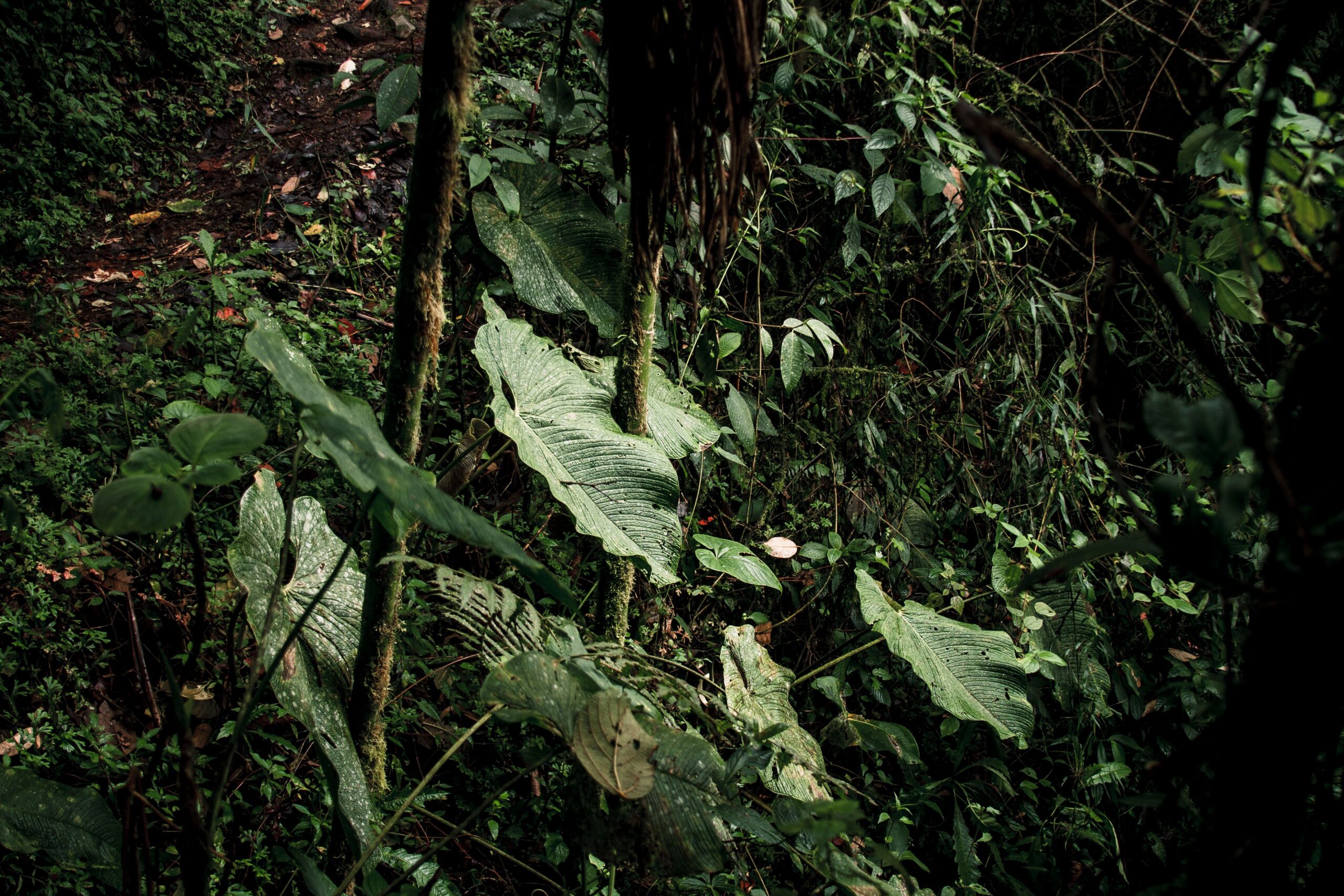 Sotobosque tropical denso con grandes hojas verdes sobre el suelo del bosque, el hábitat donde crece la flor del diablo.